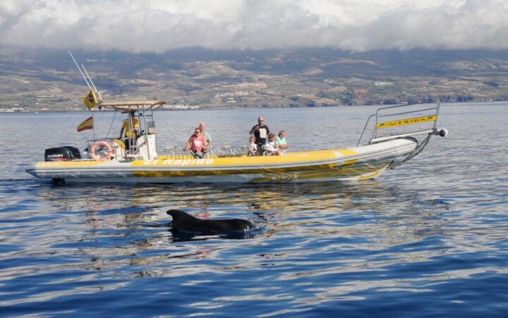 Los Gigantes: Dolphin and Whale-Watching Speedboat Tour - Key Points