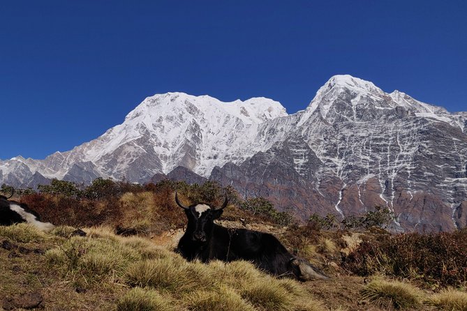 Mardi Himal Trek (A Short 8 Days Trek From Kathmandu) - Key Points