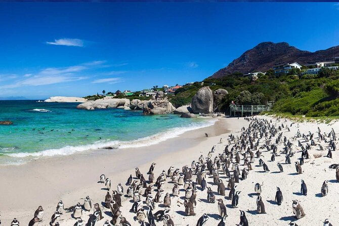 Meet the Penguins, Cape Town - Key Points