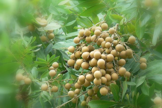 Mekong Delta Tour Including Cai Be Floating Markets From Ho Chi Minh City - End of Tour Information