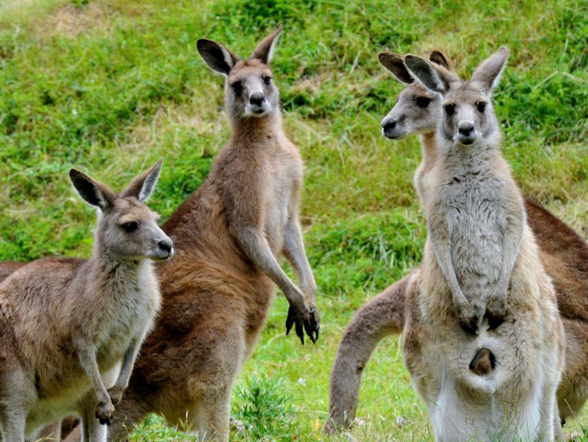 Melbourne: Healesville Sanctuary & Phillip Island Tour - Key Points