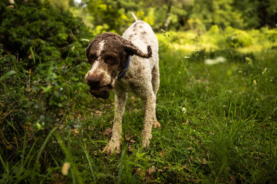 Meteora Truffle Hunting Experience With Lunch & Museum Visit - Experience Description