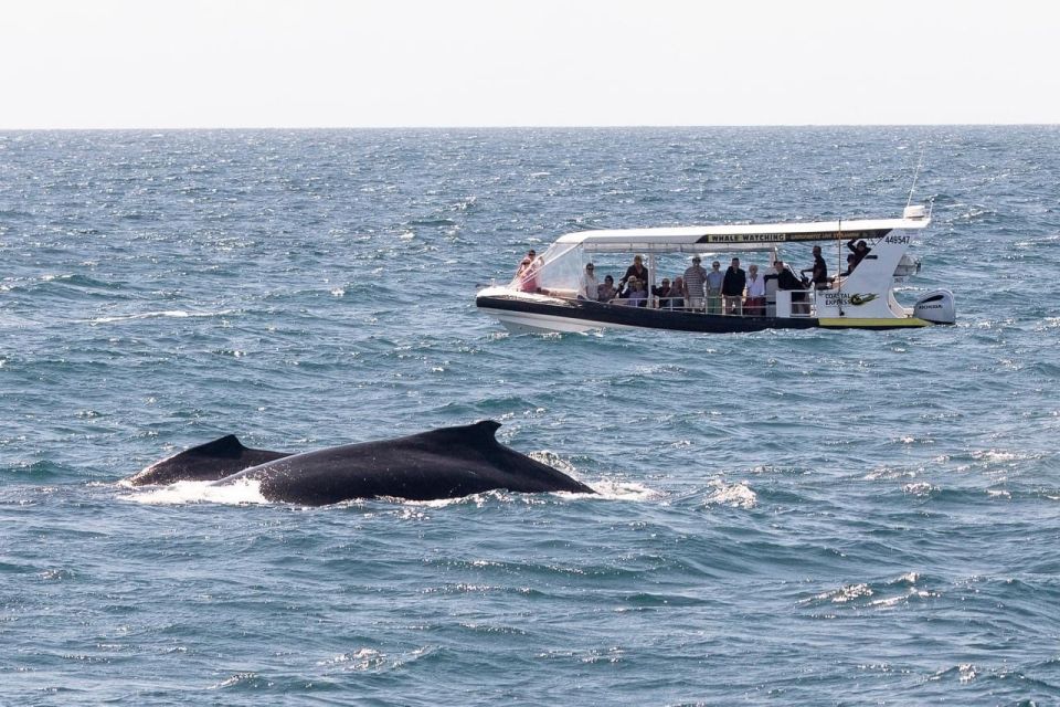Mooloolaba: Whale Watching Cruise - Activity Details