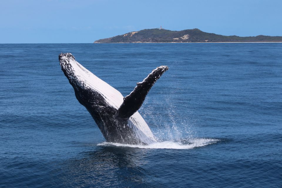 Moreton Island: Tangalooma Day Trip & Whale Watching Cruise - Key Points