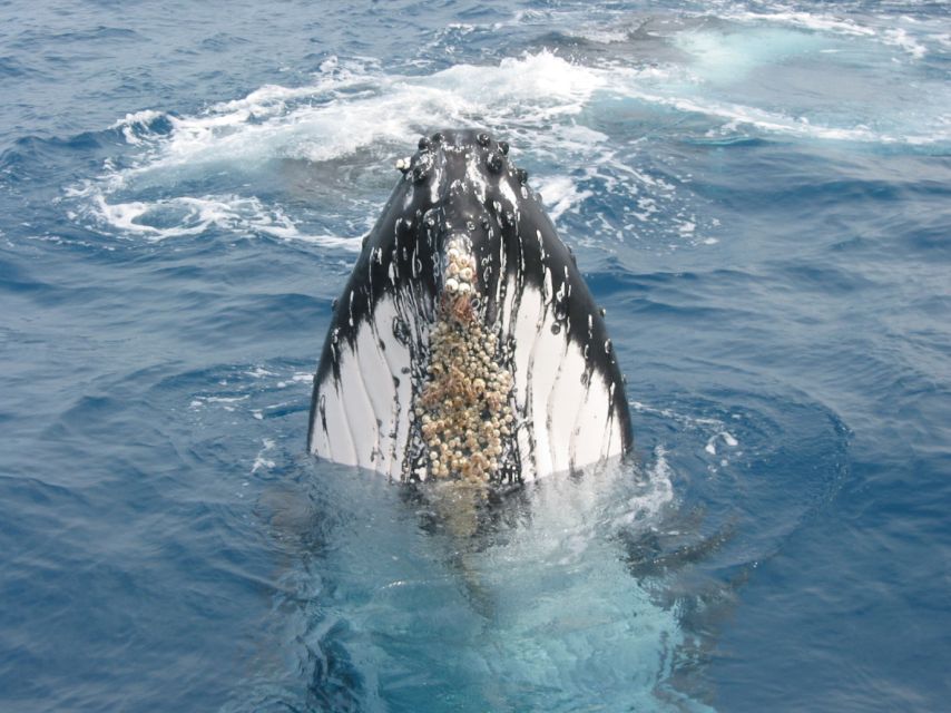 Moreton Island: Tangalooma Whale Watching & Dolphin Feeding - Experience Details