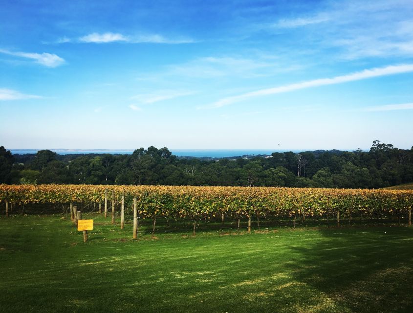 Mornington Peninsula Scenic Bus Tour With Chairlift & Lunch - Key Points