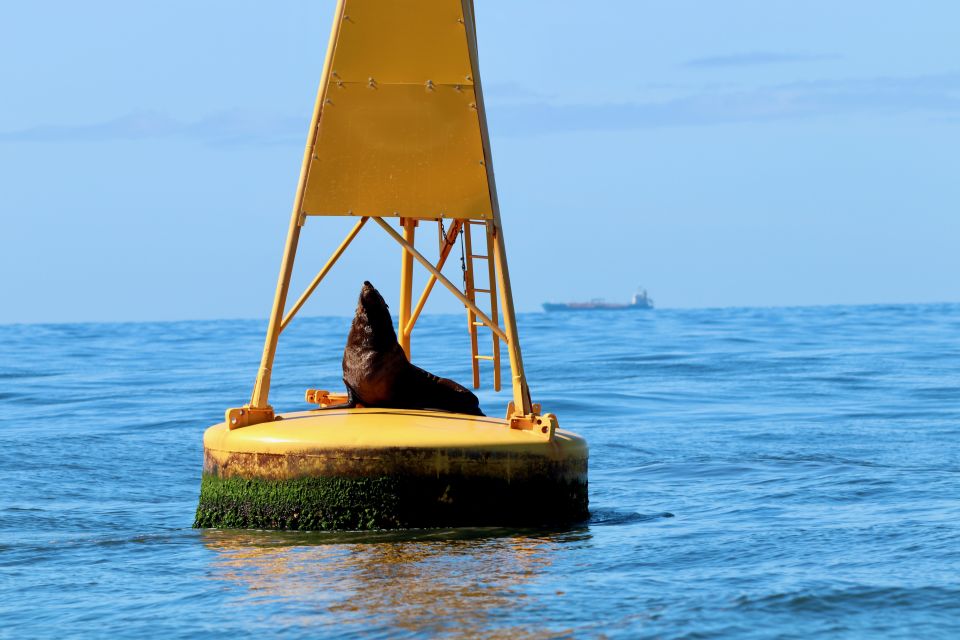 Newcastle: Small Group Humpback Whale Encounter Tour - Tour Details