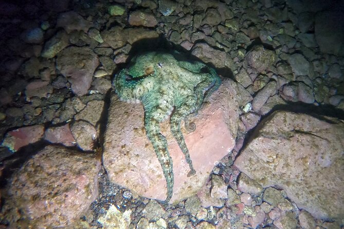 Night Snorkeling in Flamingo Beach Las Palmas - Key Points