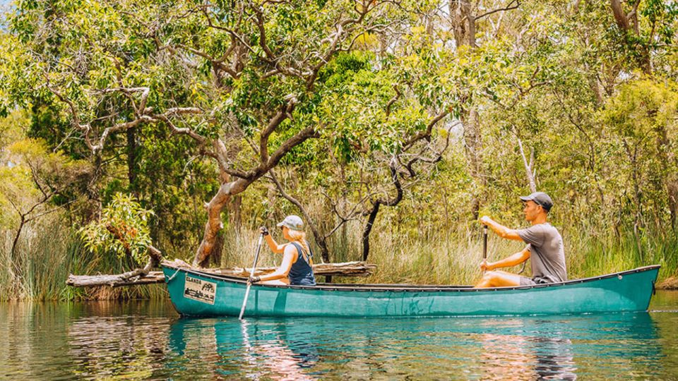 Noosa: Everglades Explorer Cruise With Optional Canoeing - Key Points