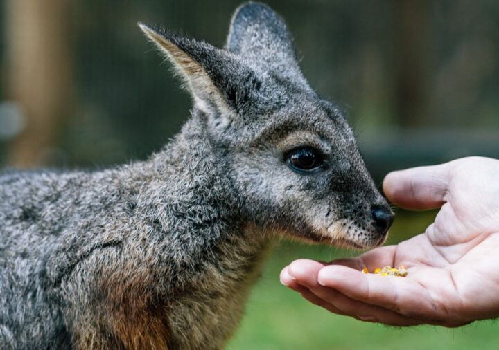 Pearcedale: Moonlit Sanctuary Conservation Park Entry Ticket - Key Points