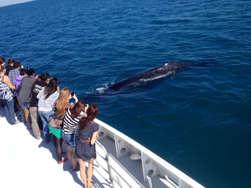 Perth: Whale Watching Cruise From Hillarys Boat Harbor - Key Points