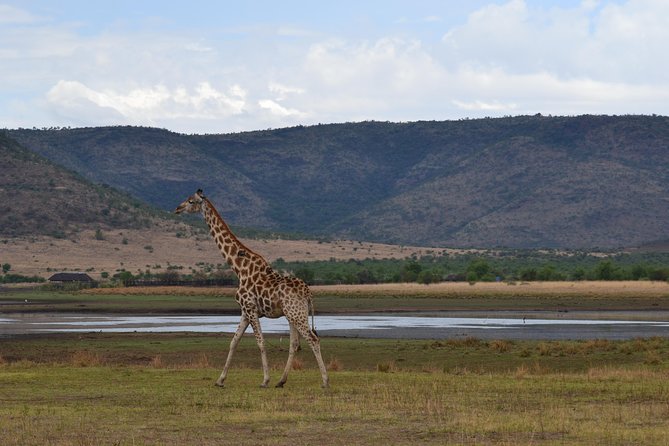 Pilanesberg National Park Day Tour From Pretoria, Every SATURDAY - Key Points