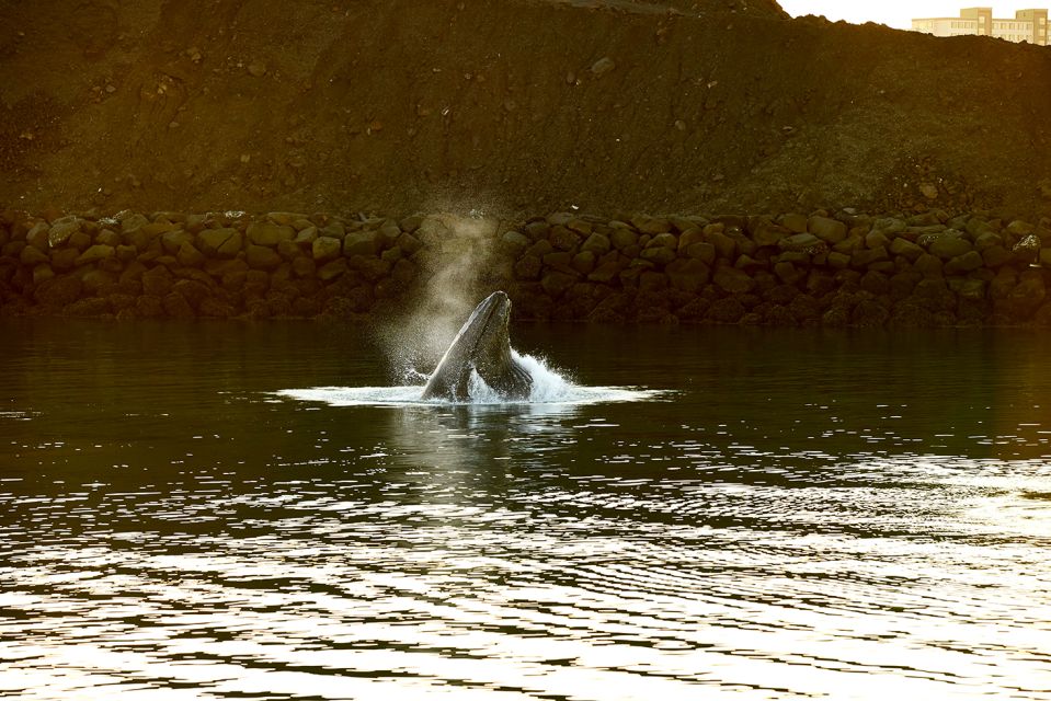 Reykjavik: Whale & Marine Adventure Tour - Key Points