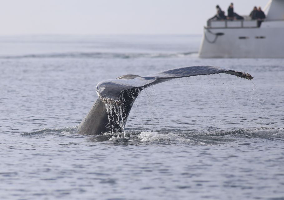 Reykjavik: Whale Watching Tour - Key Points