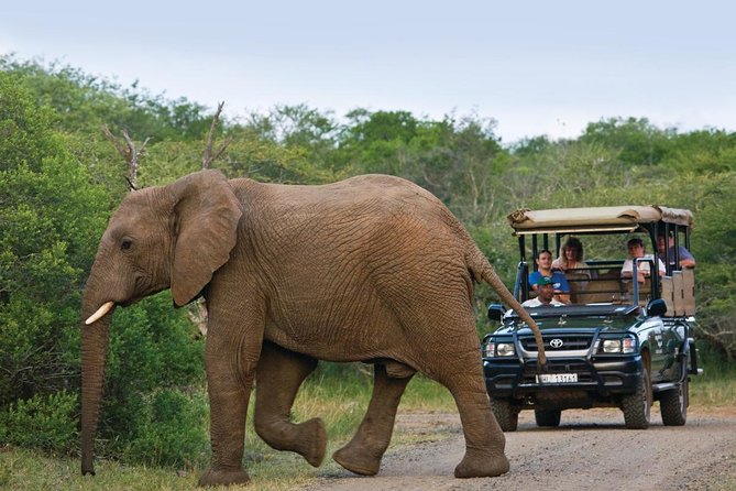 Richards Bay Shore Excursion: Pvt Small Group Hluhluwe & DumaZulu - Key Points