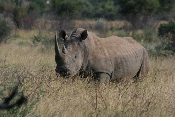 Rietvlei Nature Reserve Half-Day Tour From Johannesburg - Key Points