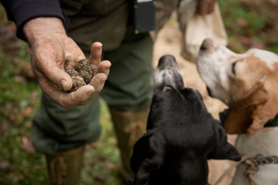 San Miniato: Truffle Hunting in The Tuscan Countryside - Key Points