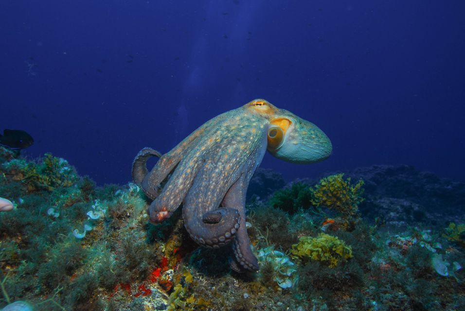 Santa Cruz De Tenerife: PADI Introductory Dive