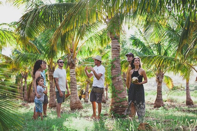 small group visit maui coconut farm at punakea palms Small-Group Visit Maui Coconut Farm at Punakea Palms