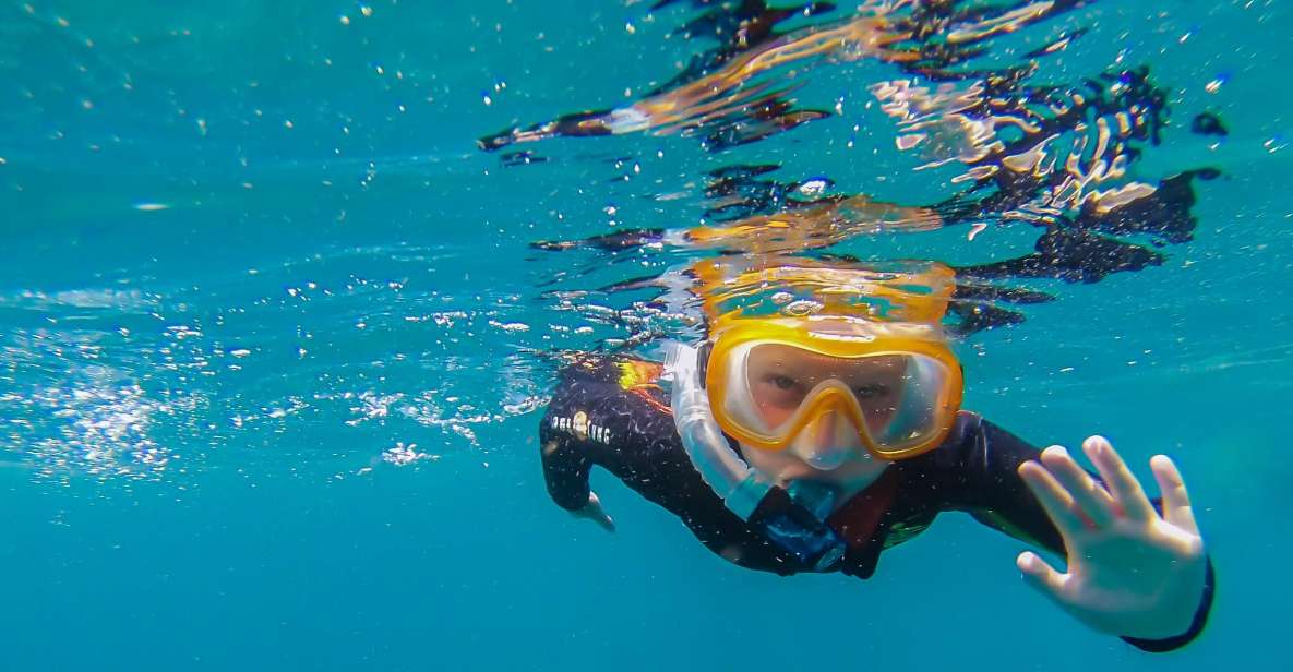 South Tenerife: Guided Snorkeling - Key Points