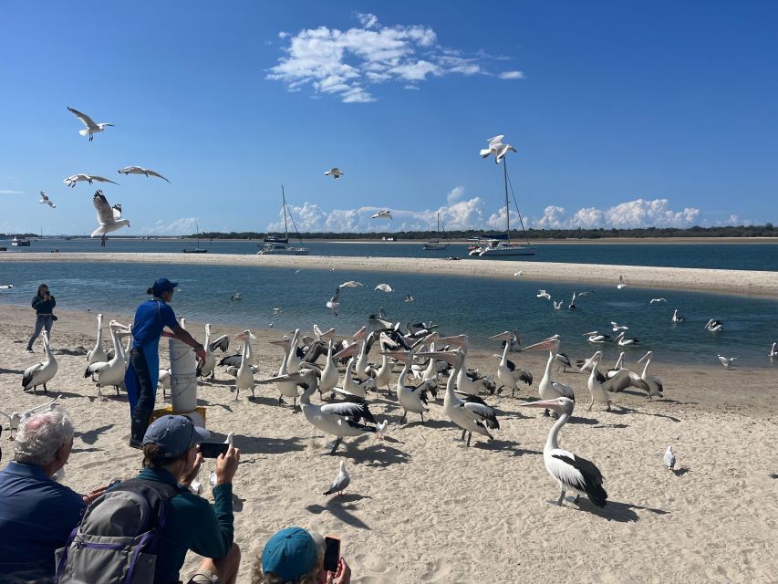 Surfers Paradise to Wavebreak Island Pelican Cruise + Picnic - Key Points