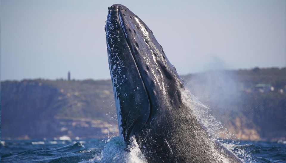 Sydney: 3-Hour Whale Watching Tour by Catamaran - Key Points