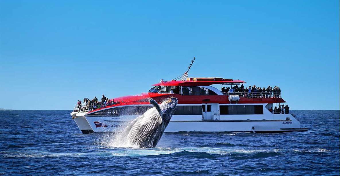 Sydney: Whale Watching Cruise - Key Points