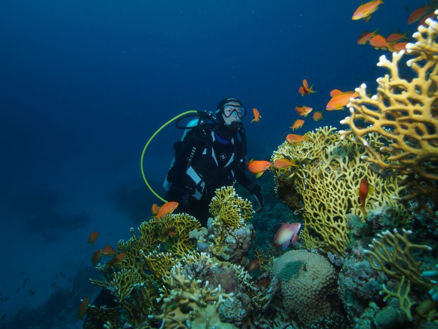 Tenerife: Full-Day The Best Dives for Certified Divers - Key Points