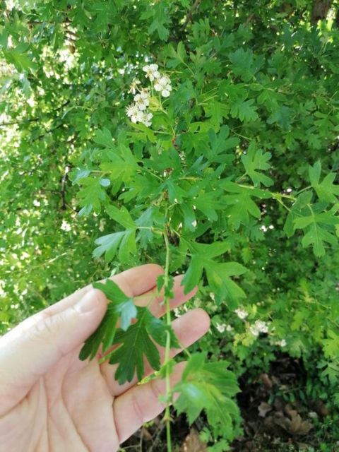 troyes edible and useful plants tour Troyes: Edible and Useful Plants Tour