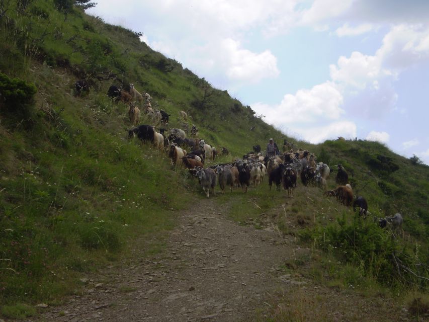 Vikos Gorge Beloi Viewpoint 3-Hour Hike - Tour Details