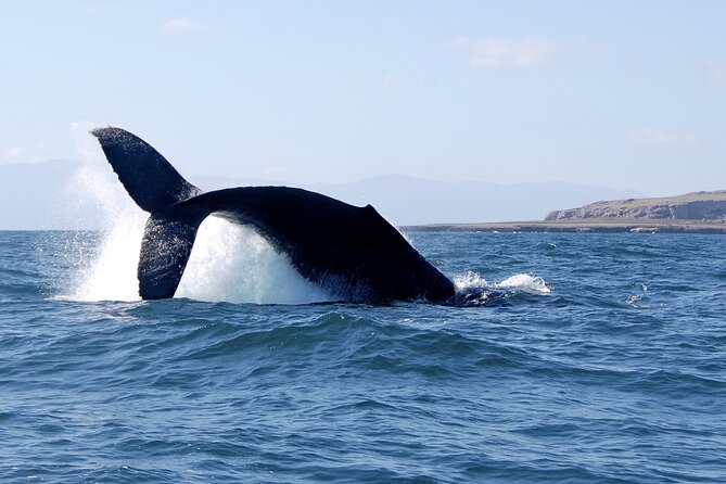 Whale Watching and Snorkeling in Marietas Islands National Park - Key Points