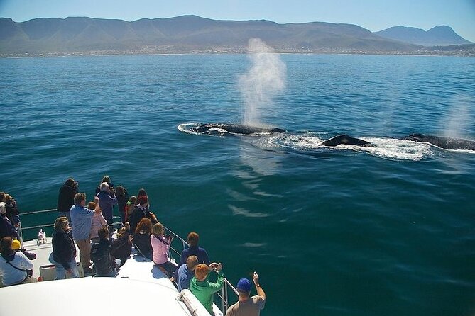 Whale Watching and Winelands Tour - Key Points