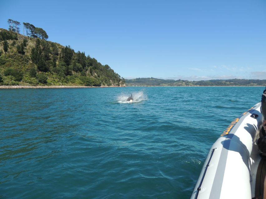 Whitianga: Cathedral Cove & Caves Boat Tour With Snorkeling - Key Points