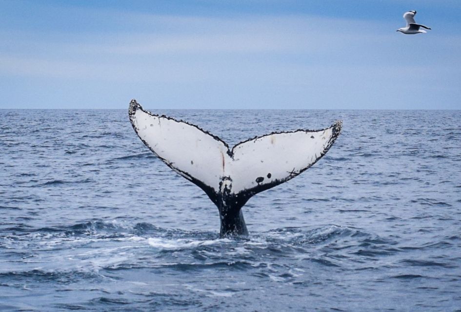 Wilsons Promontory: Whale Spotting Cruise With Lunch - Key Points