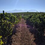 wine tasting experience lyrarakis winery transfer included Wine Tasting Experience @ Lyrarakis Winery (Transfer Included)