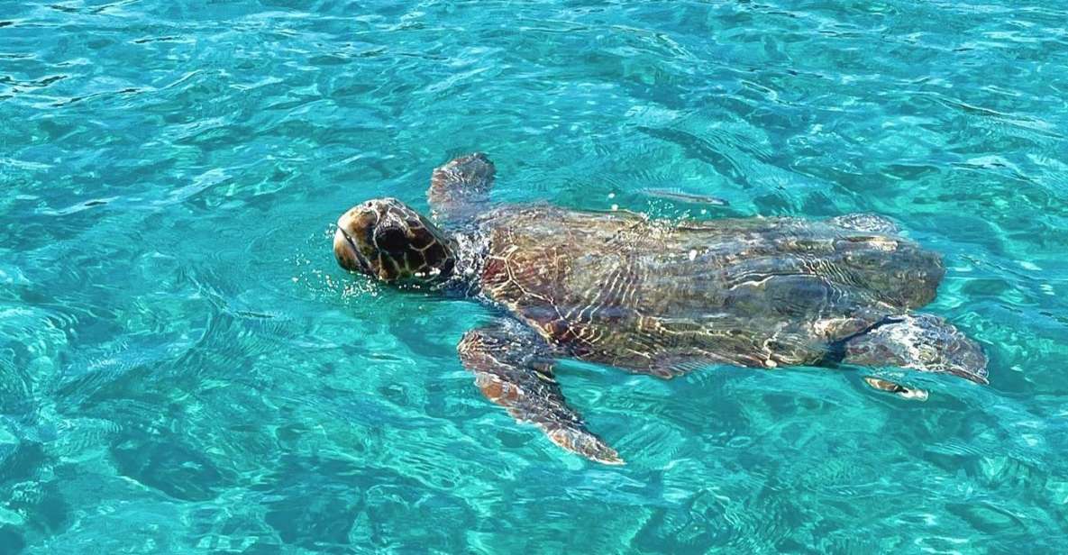 Zakynthos: Guided Boat Tour to Turtle Island With Swimming - Key Points