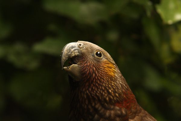 Zealandia by Night Tour - Key Points