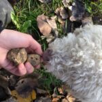 1 from tortona piedmont truffle hunting experience From Tortona: Piedmont Truffle Hunting Experience