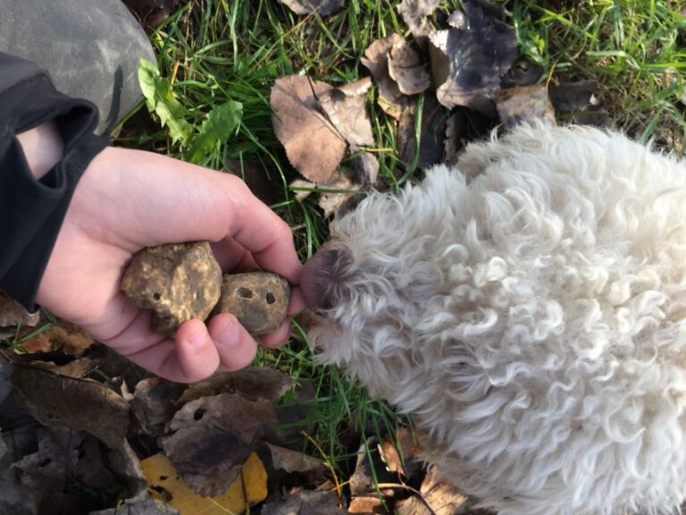 From Tortona: Piedmont Truffle Hunting Experience