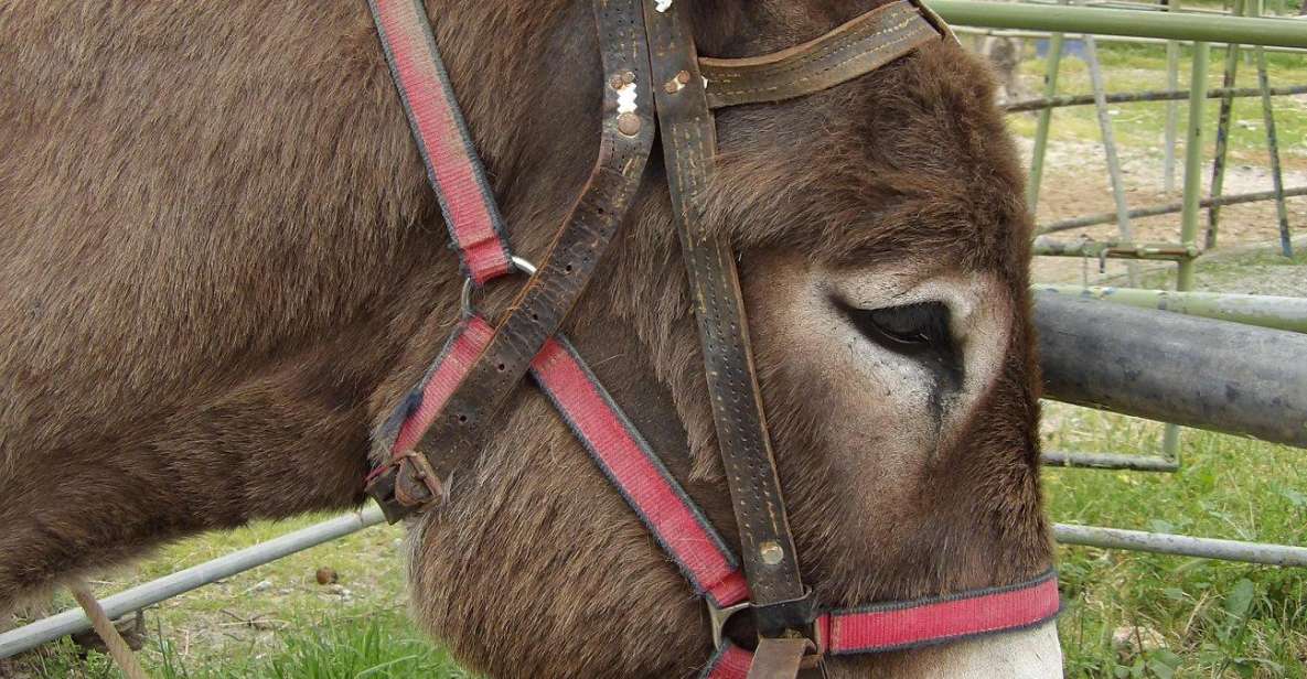 Donkey Riding - Coastline Ride - Duration and Group Size