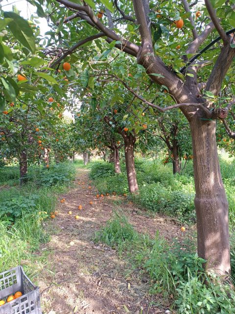 Chios: Orange Farm Trip & Tasting - Citrus Museum Visit - Citrus Tasting