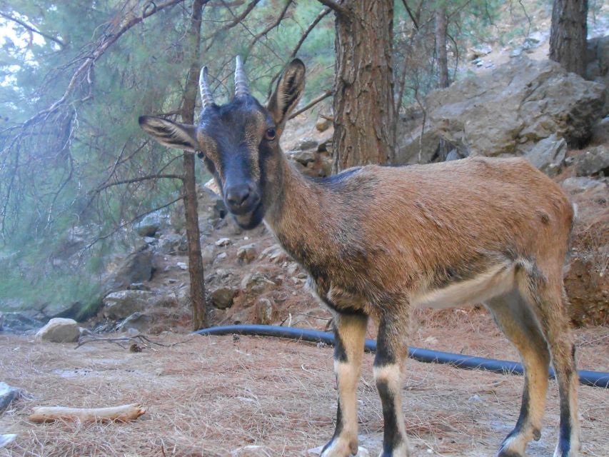 From Agia Galini/Matala: Samaria Gorge Hiking Tour - Included Amenities