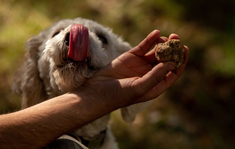 From Tortona: Piedmont Truffle Hunting Experience - Inclusions