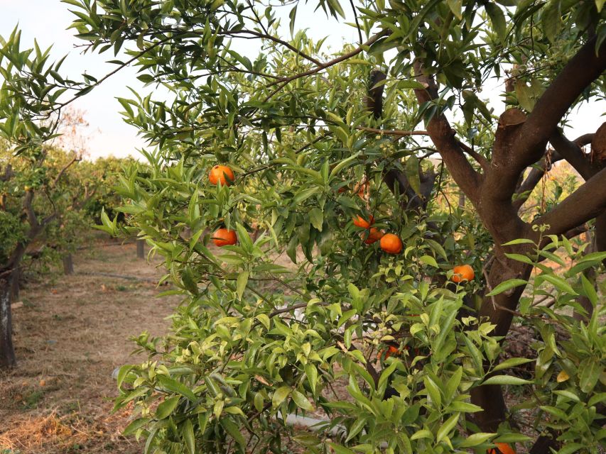 Chios: Orange Farm Trip & Tasting - Citrus Museum Visit - Museum Visit