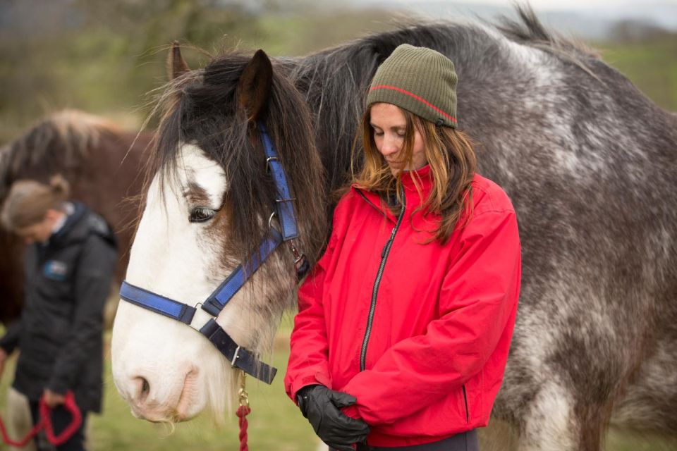 Meditate With Horses Full Circle Experiences - Key Points