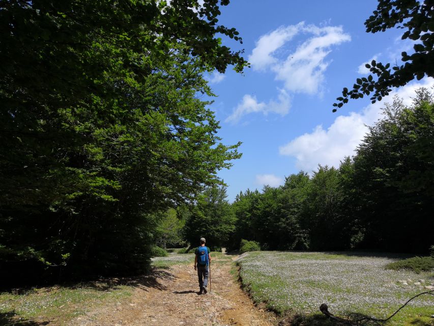 Reggio Calabria: Aspromonte Trails Trek to Montalto Summit - Common questions