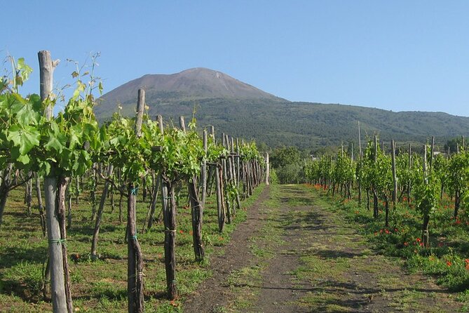 Pompeii Sorrento and Wine Tasting Tour From Naples - Common questions