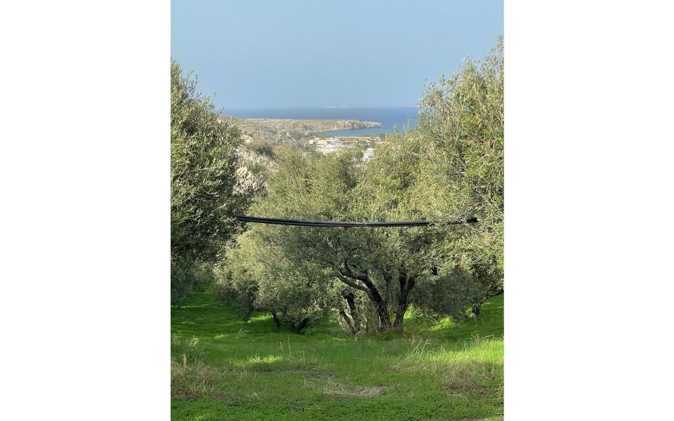 Traditional Olive Grove and Dragon Fruit Farm Tour - Common questions