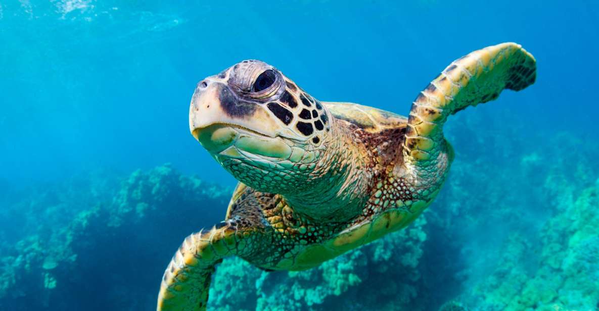 Zakynthos: Turtle Spotting, Marathonisi & Keri Caves Cruise - Important Restrictions