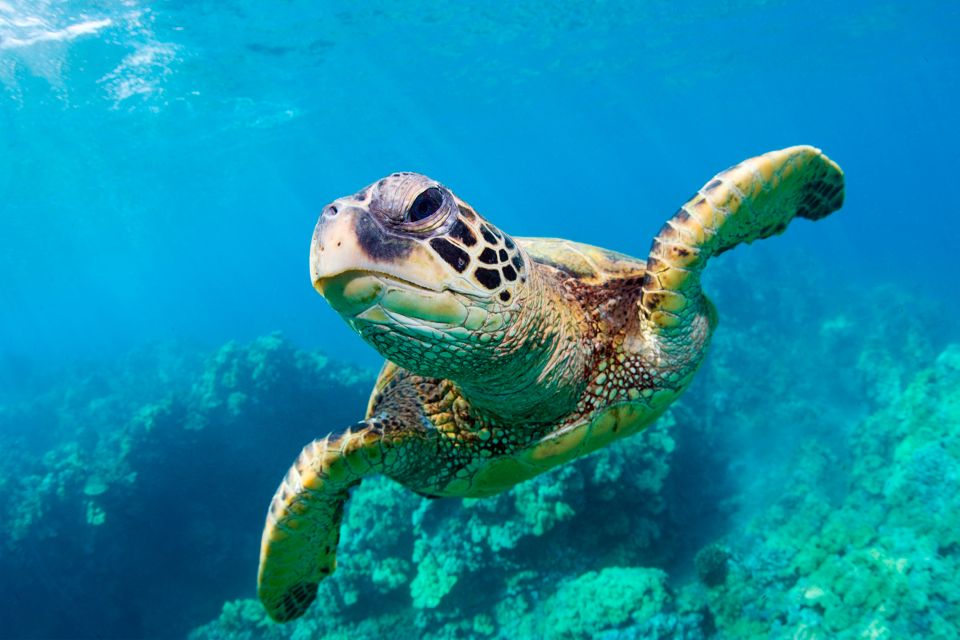 Zakynthos: Turtle Spotting, Marathonisi & Keri Caves Cruise - Key Points